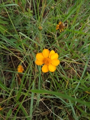 Dyssodia tagetiflora