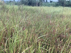 Fimbristylis