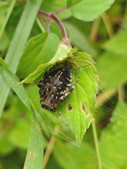 Neoscona orizabensis