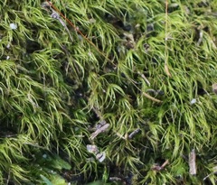 Dicranoloma menziesii