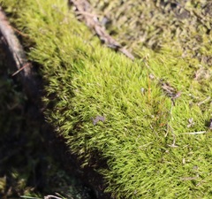 Dicranoloma menziesii