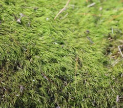 Dicranoloma menziesii