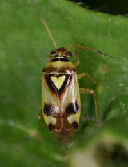 Orthops kalmii