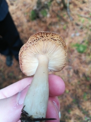 Russula