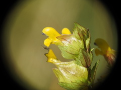 Rhinanthus minor