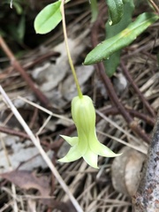 Billardiera mutabilis