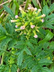 Erechtites valerianifolius