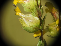 Rhinanthus minor