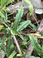 Billardiera mutabilis