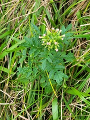 Erechtites valerianifolius