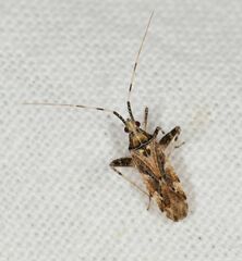 Phytocoris obliquoides