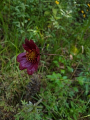 Cosmos scabiosoides