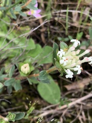 Pimelea humilis