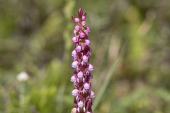 Satyrium nepalense