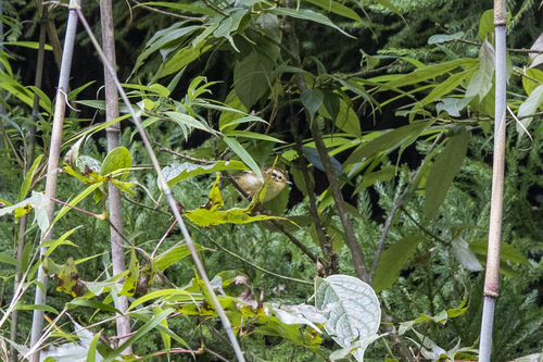 Rufous-winged Fulvetta (Schoeniparus castaneceps), photo 9