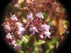 Thymus longicaulis