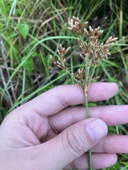 Fimbristylis