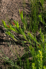 Acalypha depressinerva