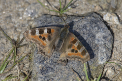 Aglais caschmirensis
