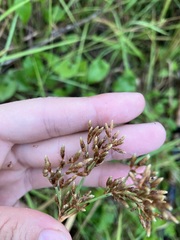 Fimbristylis