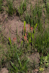 Acalypha depressinerva