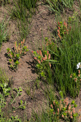 Acalypha depressinerva