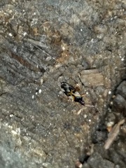 Anthocoris nemorum