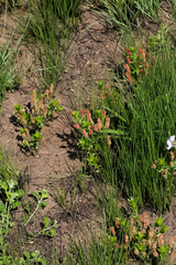 Acalypha glandulifolia