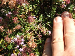 Thymus longicaulis