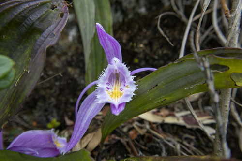 Pleione praecox, photograph 1