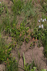 Acalypha glandulifolia