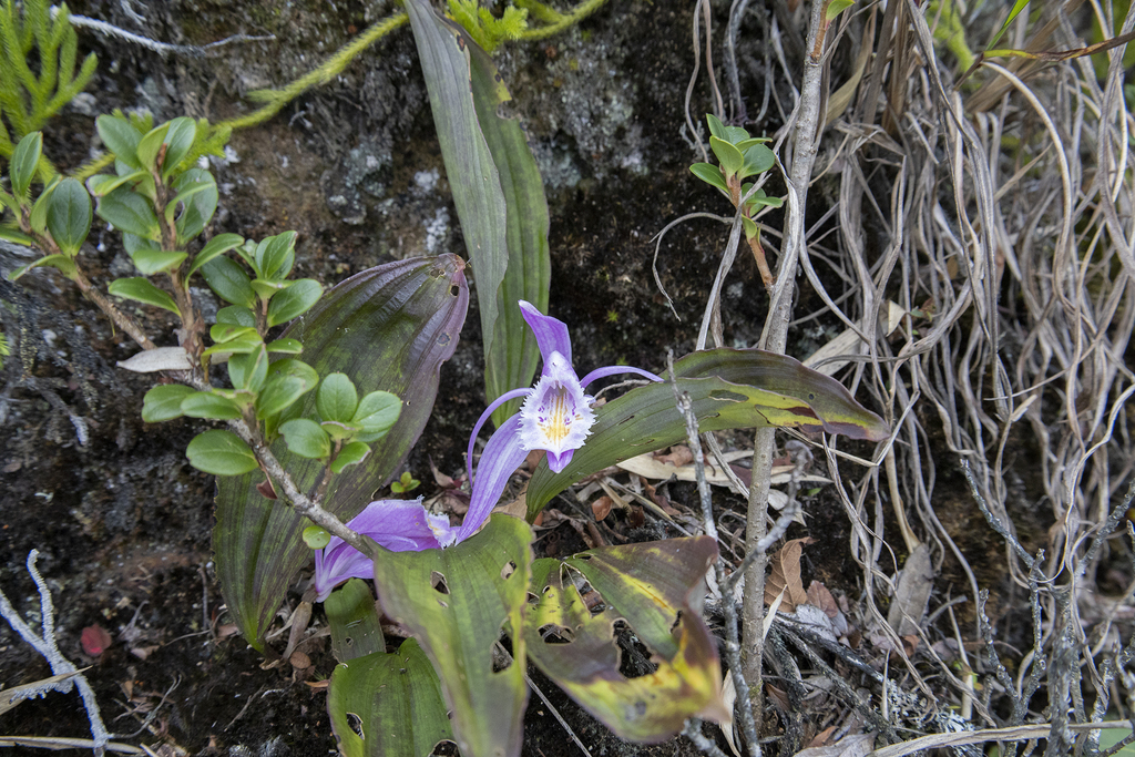 Pleione praecox; photograph (c) Sebastian Doak, some rights reserved (CC BY)