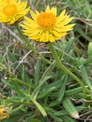 Xerochrysum