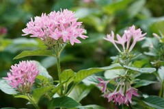 Pentas lanceolata