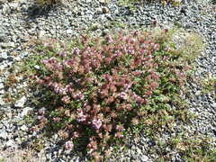 Thymus longicaulis