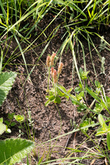 Acalypha peduncularis