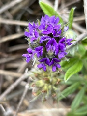 Psoralea sericea