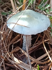 Stropharia aeruginosa