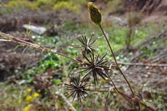 Bidens subalternans