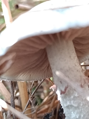 Stropharia aeruginosa