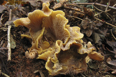 Craterellus melanoxeros