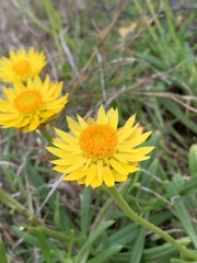 Xerochrysum