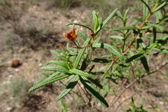 Cistus monspeliensis