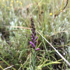 Comesperma polygaloides