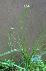 Cardamine holmgrenii