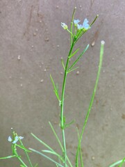 Cardamine holmgrenii