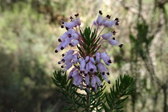 Erica multiflora
