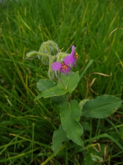 Tradescantieae