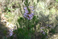 Erica multiflora