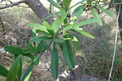 Pyracantha angustifolia
